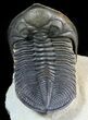 Detailed Zlichovaspis Trilobite - Atchana, Morocco #46444-2